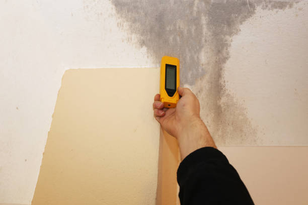 Mold Odor Removal Services in Clifton Heights, PA