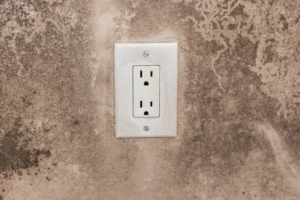 Reliable Clifton Heights, PA Mold Removal Solutions
